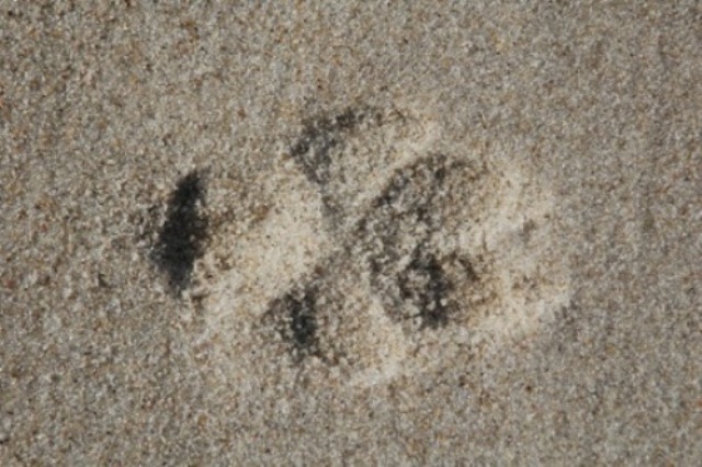Sandpfote